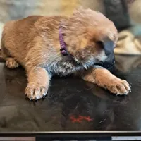 PURPLE, a male Belgian Malinois and German Shepherd Dog for sale in Greensboro, NC – Photo 3 of 3