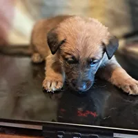 PURPLE, a male Belgian Malinois and German Shepherd Dog for sale in Greensboro, NC – Photo 2 of 3