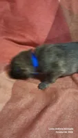 BLUE, a male Belgian Malinois and German Shepherd Dog for sale in Greensboro, NC – 3 of 5
