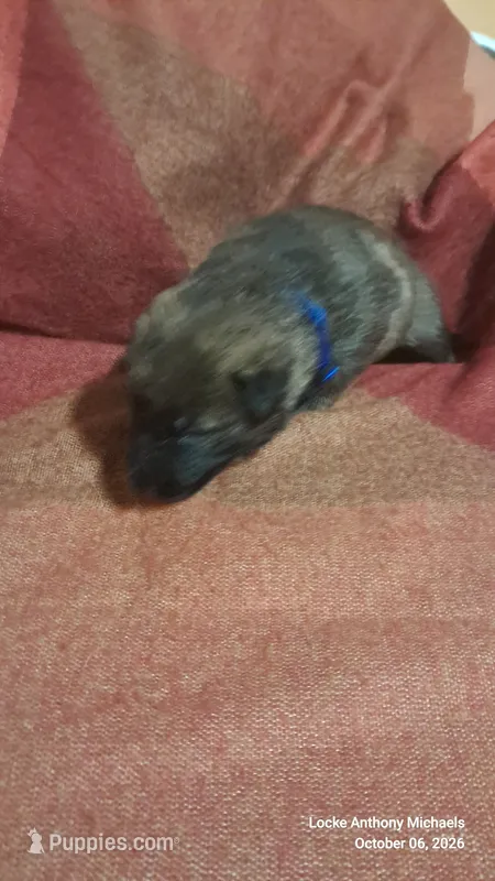 BLUE – Belgian Malinois, German Shepherd Dog puppy for sale in Greensboro, NC