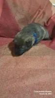 BLUE, a male Belgian Malinois and German Shepherd Dog for sale in Greensboro, NC – 1 of 5