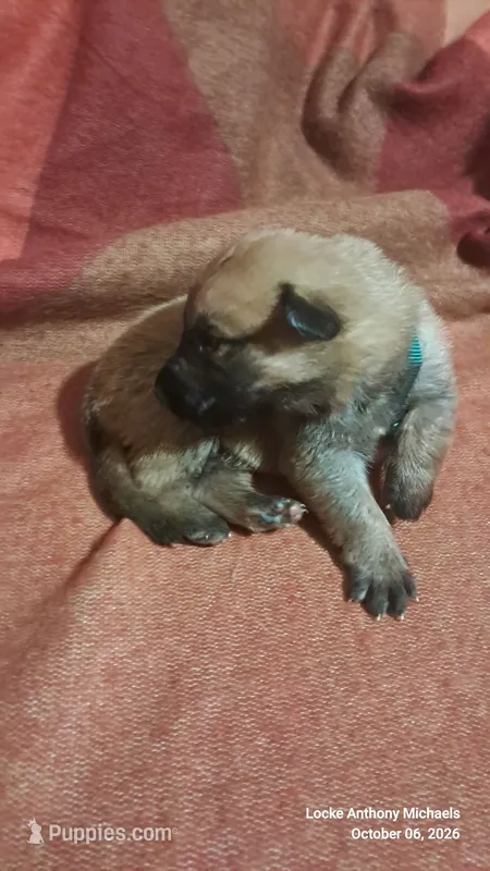 GREEN – Belgian Malinois, German Shepherd Dog puppy for sale in Greensboro, NC
