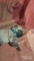 GREEN, a male Belgian Malinois and German Shepherd Dog for sale in Greensboro, NC – 3 of 5