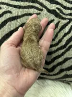 Teacup Just born , a male Poodle - Toy  for sale in West Sacramento, CA – 2 of 4