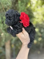 Beautiful Girl , a female Poodle - Toy  for sale in West Sacramento, CA – 4 of 9