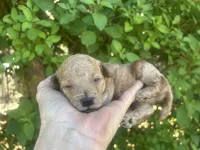 Male Red , a male Poodle - Toy  for sale in West Sacramento, CA – 5 of 6