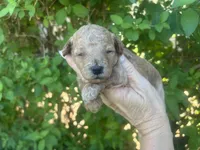 Male Red , a male Poodle - Toy  for sale in West Sacramento, CA – 4 of 6