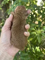 Boy Red just born, a male Poodle - Toy  for sale in West Sacramento, CA – 4 of 4