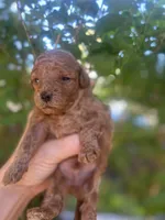 Boy Red, a male Poodle - Toy  for sale in West Sacramento, CA – 2 of 6