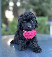 Puppies coming soon , a  Poodle - Toy  for sale in Sacramento, CA – 1 of 1