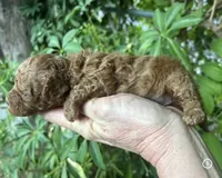 Tiny Boy , a male Poodle - Toy  for sale in West Sacramento, CA – 5 of 6