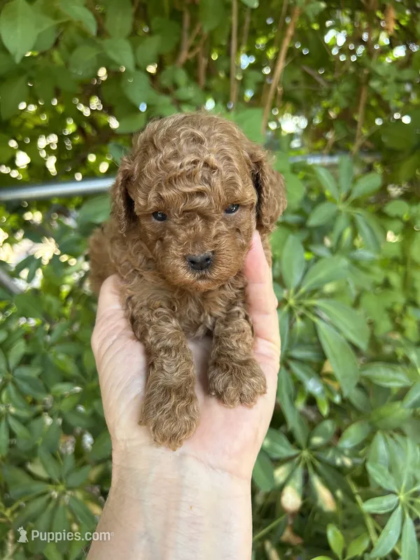 Tiny Red boy  – Poodle - Toy  puppy on hold in West Sacramento, CA