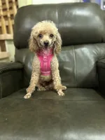 Maya, a female Poodle - Toy  for sale in Sacramento, CA – 2 of 3