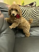 Red  Lady (AKC), a female Poodle - Toy  for sale in Sacramento, CA – Photo 3 of 4