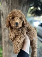 Red  Lady (AKC), a female Poodle - Toy  for sale in Sacramento, CA – Photo 1 of 4