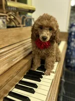 Red  Lady (AKC), a female Poodle - Toy  for sale in Sacramento, CA – Photo 4 of 4