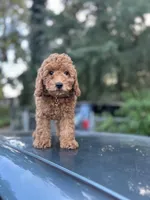 Red  Lady (AKC), a female Poodle - Toy  for sale in Sacramento, CA – Photo 2 of 4
