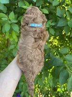  Red Boy , a male Poodle - Toy  for sale in West Sacramento, CA – 4 of 8