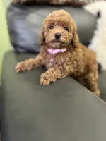 Pink Rosa( check video), a female Poodle - Toy  for sale in West Sacramento, CA – 3 of 10