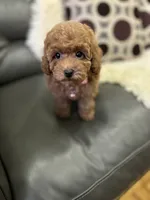 Pink Rosa( check video), a female Poodle - Toy  for sale in West Sacramento, CA – 4 of 10