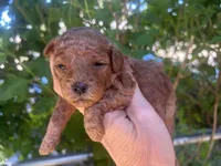 Boy Red, a male Poodle - Toy  for sale in West Sacramento, CA – 3 of 6