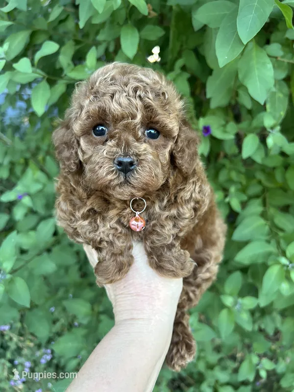 Pink female – Poodle - Toy  puppy on hold in West Sacramento, CA