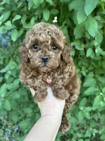 Pink Girl , a female Poodle - Toy  for sale in West Sacramento, CA – 1 of 6