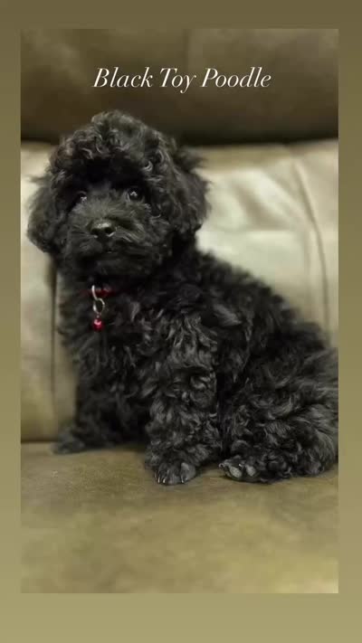 Beautiful Girl ( check video), a female Poodle - Toy  for sale in West Sacramento, CA – 2 of 7