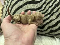 Teacup Just born , a male Poodle - Toy  for sale in West Sacramento, CA – 3 of 4