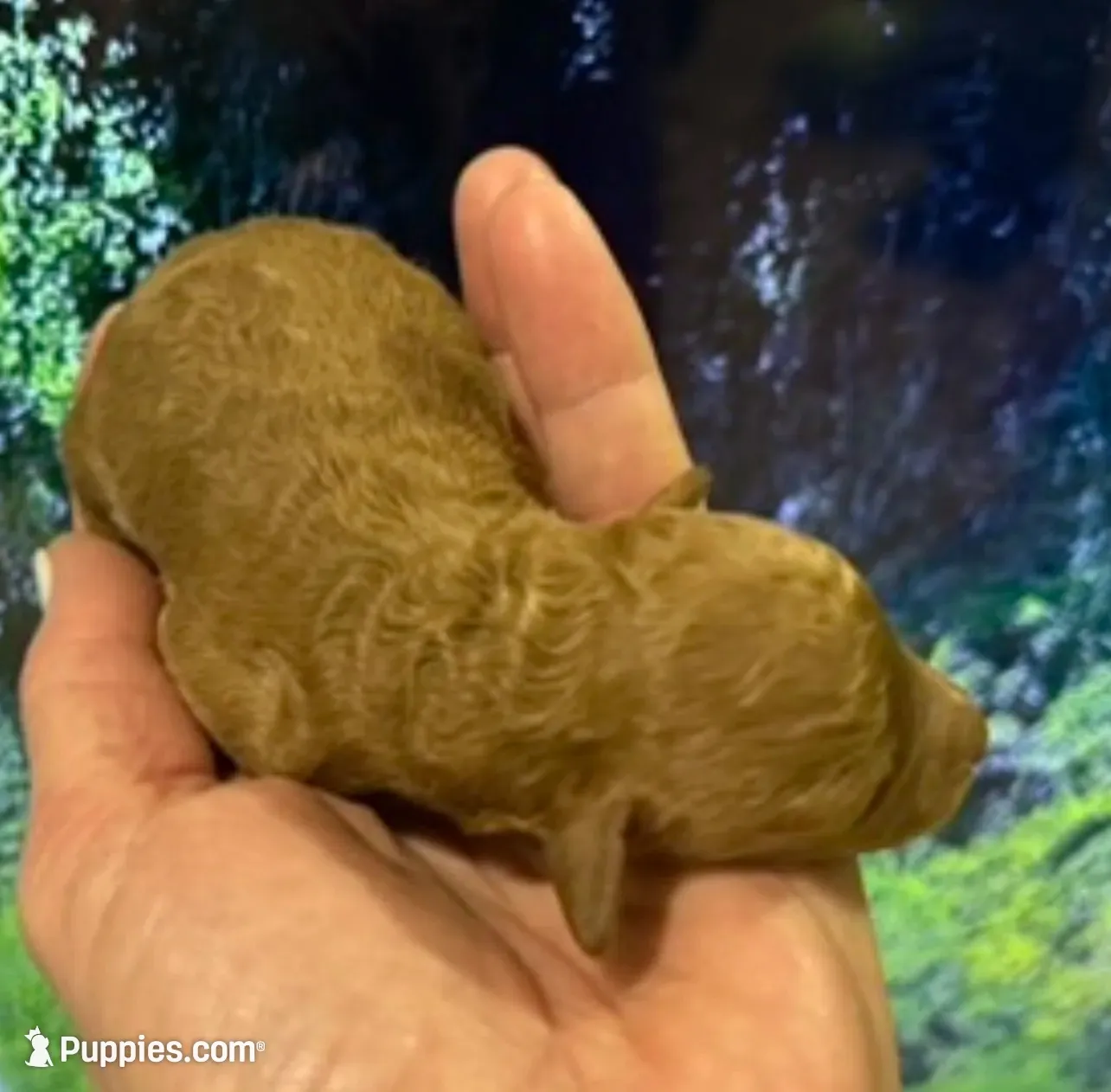 Beautiful Fem just born , a female Poodle - Toy  for sale in West Sacramento, CA – 3 of 4