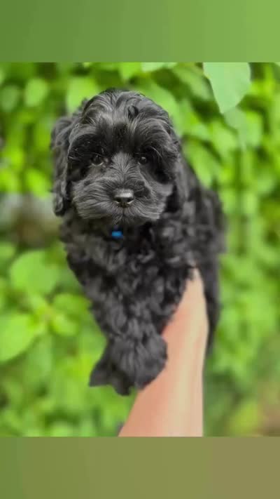 Black Beauty , a male Poodle - Toy  for sale in West Sacramento, CA – 2 of 5