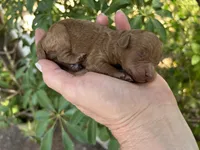 Boy Red just born, a male Poodle - Toy  for sale in West Sacramento, CA – 2 of 4