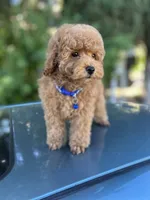 Red Boy , a male Poodle - Toy  for sale in West Sacramento, CA – 2 of 6