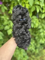 Black Beauty , a male Poodle - Toy  for sale in West Sacramento, CA – 4 of 5