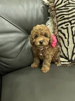 Pink Rosa, a female Poodle - Toy  for sale in West Sacramento, CA – 1 of 7