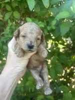 Male Red , a male Poodle - Toy  for sale in West Sacramento, CA – 3 of 6