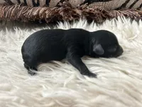 Handsom Boy , a male Poodle - Toy  for sale in West Sacramento, CA – 8 of 8