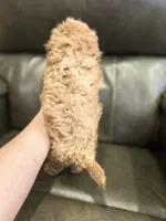 Boy Apricot , a male Poodle - Toy  for sale in West Sacramento, CA – 3 of 4