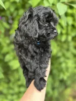 Black Beauty , a male Poodle - Toy  for sale in West Sacramento, CA – 3 of 5