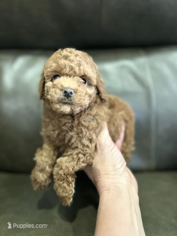 Red Fem  – Poodle - Toy  puppy for sale in West Sacramento, CA