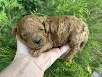 Boy Red , a male Poodle - Toy  for sale in West Sacramento, CA – 3 of 4