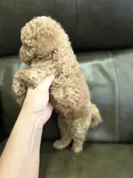 Male Apricot, a male Poodle - Toy  for sale in West Sacramento, CA – 2 of 6