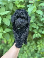 Tiny boy( check video), a male Poodle - Toy  for sale in West Sacramento, CA – 3 of 10
