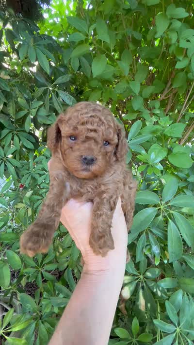 Tiny Boy , a male Poodle - Toy  for sale in West Sacramento, CA – 6 of 6