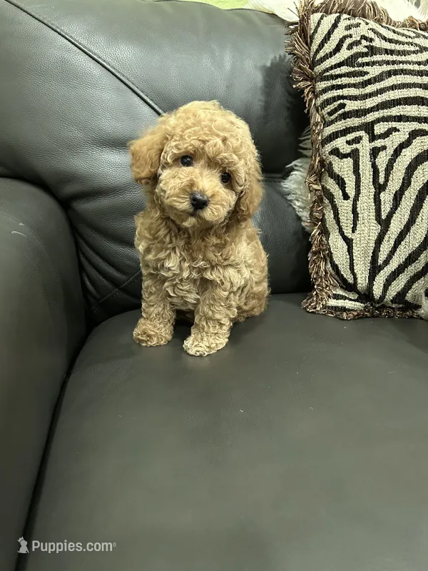 Male Apricot – Poodle - Toy  puppy for sale in West Sacramento, CA