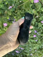 Handsom Boy , a male Poodle - Toy  for sale in Sacramento, CA – 3 of 4