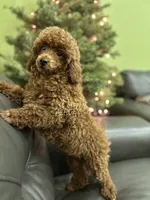 Lucky, a male Poodle - Miniature  for sale in Sacramento, CA – Photo 3 of 4