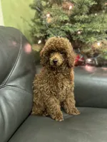 Lucky, a male Poodle - Miniature  for sale in Sacramento, CA – Photo 1 of 4
