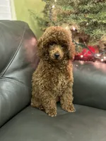 Lucky, a male Poodle - Miniature  for sale in Sacramento, CA – Photo 2 of 4