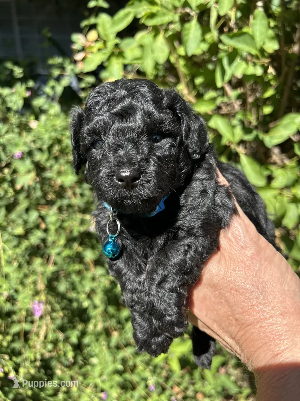 Tiny boy – Poodle - Toy  puppy for sale in West Sacramento, CA